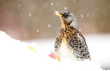 Kramsvogel - Fieldfare