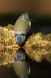 Pimpelmees - Blue Tit