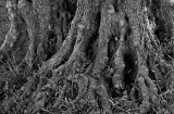 Tree Roots.jpg