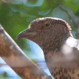 Cuckoo Roller (female), Amkarafantsika NP, Madagascar