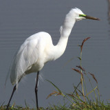 Great White Egret, Antananarivo, Madagascar