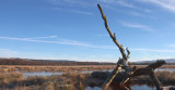 Crom Mhin marsh, Loch Lomond