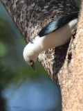 White-headed Vanga, Ankarafantsika NP, Madagascar