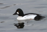 Goldeneye (adult male), Hogganfield Loch, Glasgow