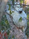Decken's Sifaka, Tsingy de Bemaraha, Madagascar