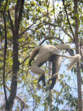 Decken's Sifaka, Tsingy de Bemaraha, Madagascar