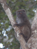 Eastern Grey Bamboo Lemur, Andasibe NP, Madagascar