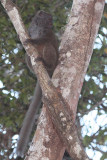 Eastern Grey Bamboo Lemur, Andasibe NP, Madagascar