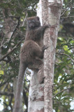Eastern Grey Bamboo Lemur, Andasibe NP, Madagascar