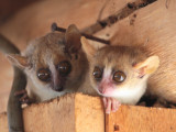 Grey Mouse Lemur, Kirindy NP, Madagascar
