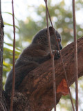 Randrianasolo's Sportive Lemur, Tsingy de Bemaraha, Madagascar