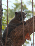 Randrianasolo's Sportive Lemur, Tsingy de Bemaraha, Madagascar