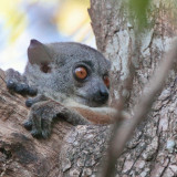 Randrianasolo's Sportive Lemur, Tsingy de Bemaraha, Madagascar