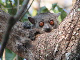Randrianasolo's Sportive Lemur, Tsingy de Bemaraha, Madagascar