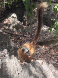 Red-fronted Brown Lemur, Tsingy de Bemaraha, Madagascar