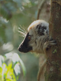 Red-fronted Brown Lemur, Ranomafana NP, Madagascar