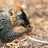Red-fronted Brown Lemur, Kirindy NP, Madagascar