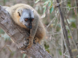 Red-fronted Brown Lemur, Kirindy NP, Madagascar