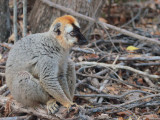 Red-fronted Brown Lemur, Kirindy NP, Madagascar
