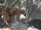 Red-fronted Brown Lemur, Tsingy de Bemaraha, Madagascar