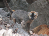 Red-fronted Brown Lemur, Tsingy de Bemaraha, Madagascar