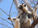 Verreaux's Sifaka, Kirindy NP, Madagascar
