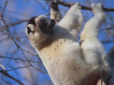 Verreaux's Sifaka, Kirindy NP, Madagascar