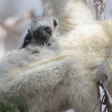 Verreaux's Sifaka, Tsingy de Bemaraha, Madagascar