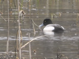 Lesser Scaup, Leperstone Reservoir, Clyde