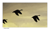 Canada Geese