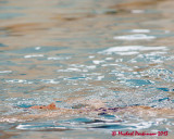 Synchronized Swimming 07518 copy.jpg