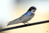 IMG_6161 Swallow outside my window in Arequipa, Peru. Feb 1.