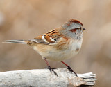 Sparrow, American Tree