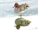 Teal, Green-winged