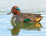 Teal, Green-winged