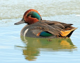 Teal, Green-winged