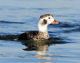 Duck, Long-tailed (female)