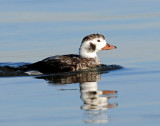 Duck, Long-tailed (female)