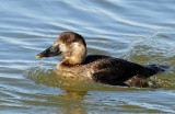 Scoter, Surf