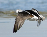 Duck, Long-tailed (Female)