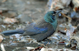 Grackle, Common