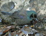 Grackle, Common