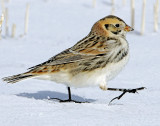 Longspur, Lapland