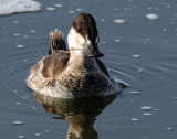 Duck, Rudy (In non-breeding plumage)