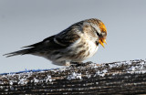 Redpoll, Common (Golden crown)