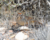 Sparrow's, Rufous-crowned