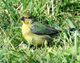 Bunting, Painted (Female, or 1st year male)