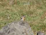 IMG_0275Yellow pine chipmunk.JPG