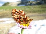 IMG_0292Purplish fritillary, Boloria montinus