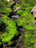 IMG_0373Mossy seep.JPG